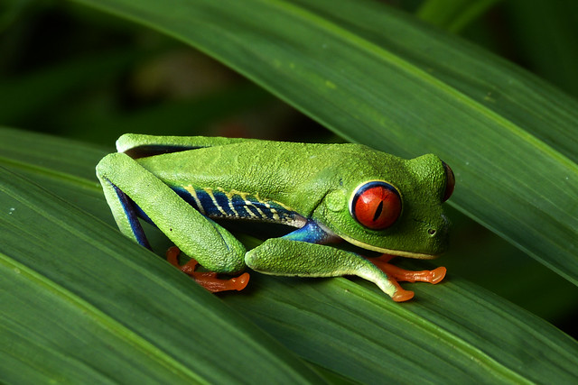 Gaudi Leaf Frog