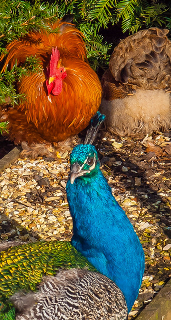 Peacock and chickens sunbathing at Heale House in Wiltshire