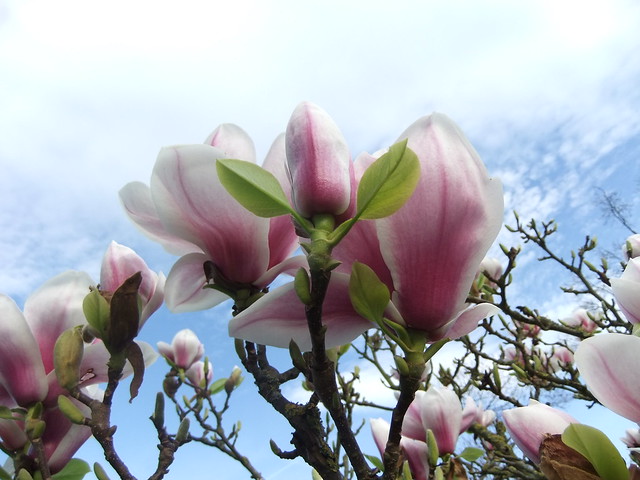 Magnolia Pickard's Pearl,  Springtime Royal Botanic Gardens, Kew @ 15 March 2014 (Part 1 of 4)