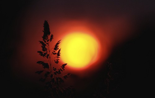 sunset grass silhouette lincolnshire fujifilm xm1