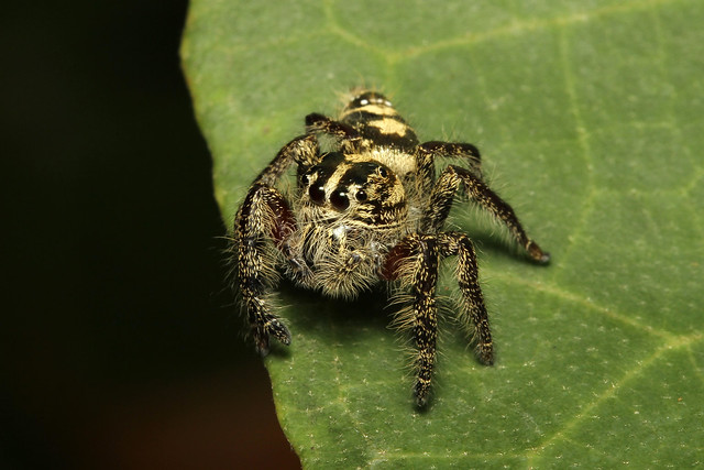 Salticidae sp (Jumping Spider) - Singapore