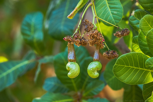 Young green cashew seeds