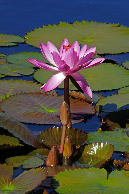 Pink Water Lily Carla's Sonshine aka Nymphaea at  Enid A. Haupt Conservatory at the New York Botanical Garden aka NYBG in the Bronx in New York City, NY (explored)