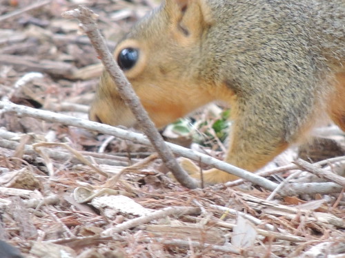 OKC squirrel | by Andrew Penney Photography