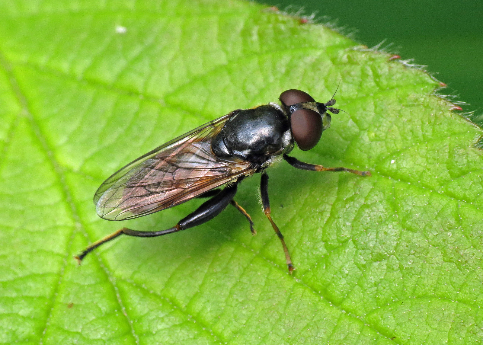 Hoverfly - Tropidia scita