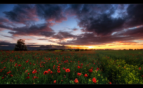 uk travel flowers light sunset red field scott evening scotland pentax farm east poppy poppies hdr lothian fascinating masterton sigma1020mm k30 pinkiehill w61rf