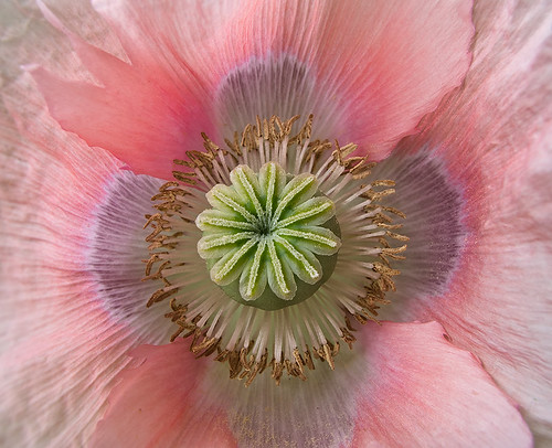 pink poppy | kstanley2 | Flickr