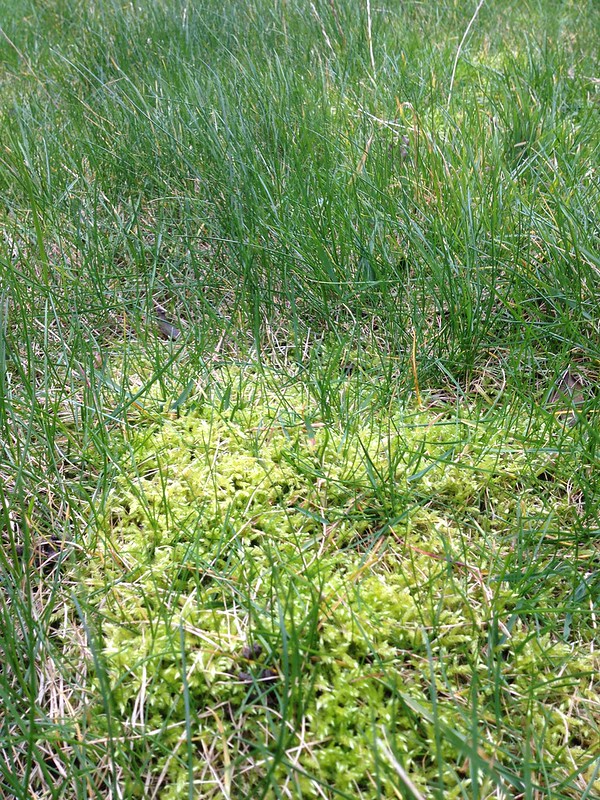 2014 (Day 61 - Mar 2nd): Moss, moss, glorious moss