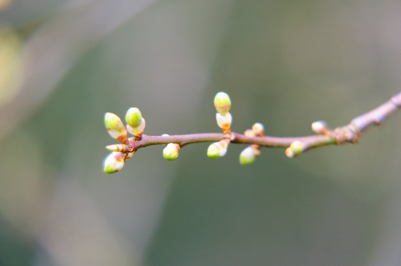 Cherry flower buds, just about to open