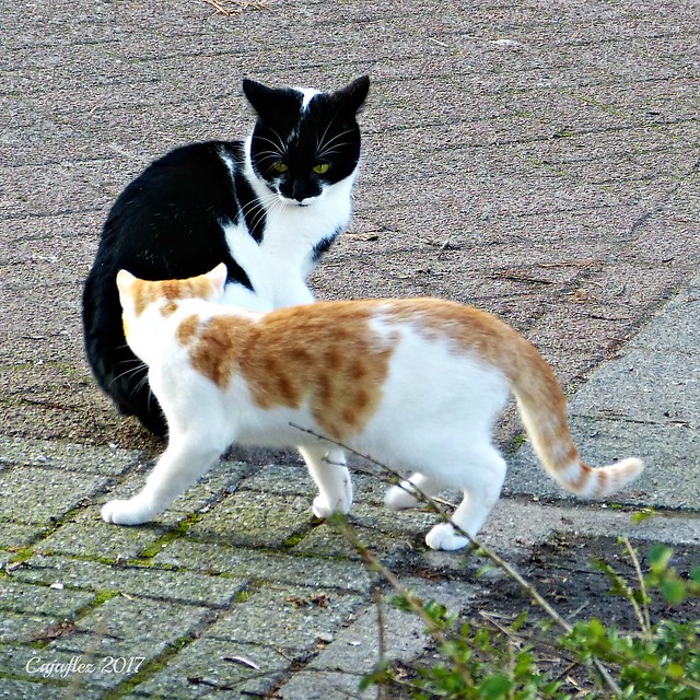 A rather friendly encounter, not my cats (2 other pictures in the first comment).