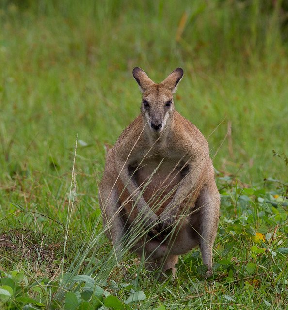 Agile Wallaby (Macropus agilis) - aggressive stance - alpha male