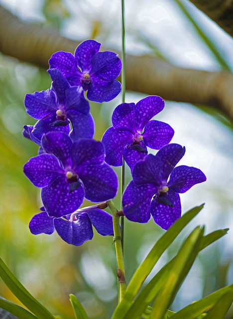 Vanda coerula Orchids