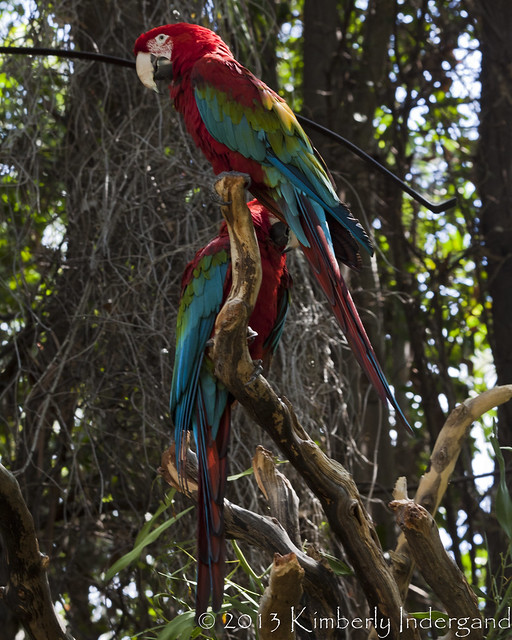 Green-winged Macaws