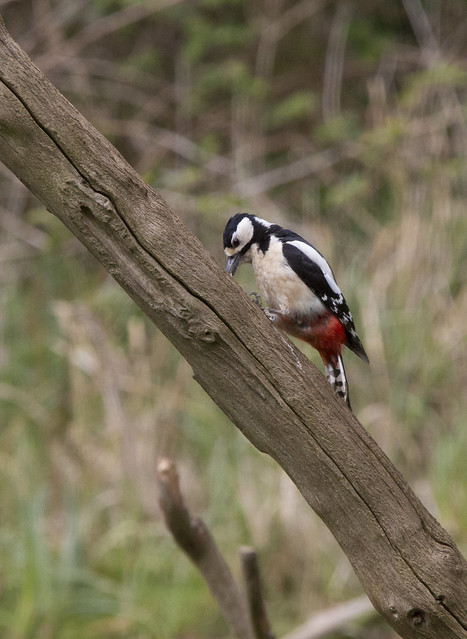 Woodpecker2