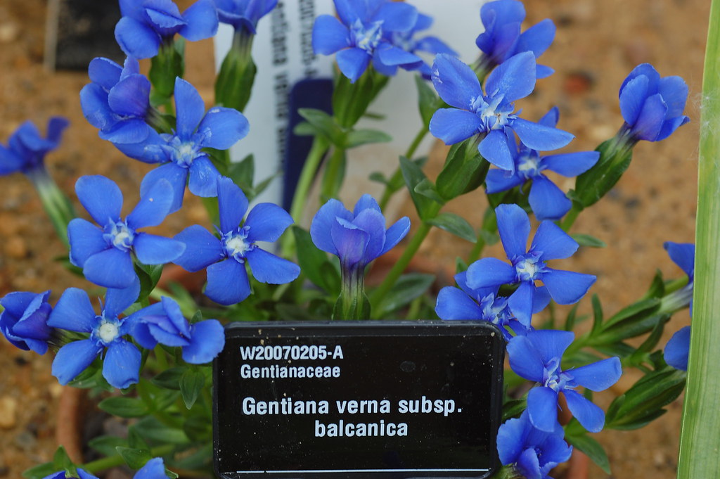 Gentiana verna subsp. balcanica