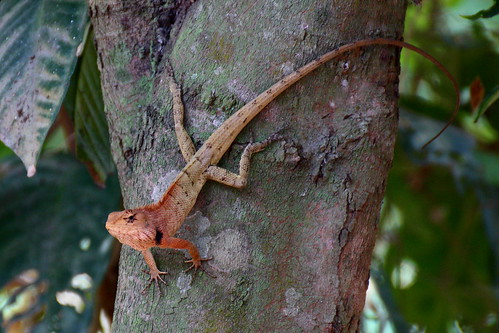 reptile thailand nakhonsawan kongkien lizard nature