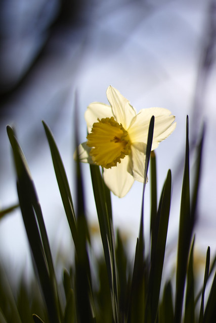 Daffodils in the sun (39)