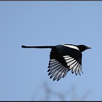 0063 magpie flying