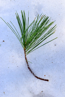 Pine Branch in the Snow | Hilary Halliwell | Flickr