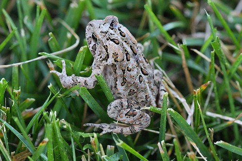 life ontario canada nature grass backyard wildlife amphibian toad capricorn bowmanville americantoad