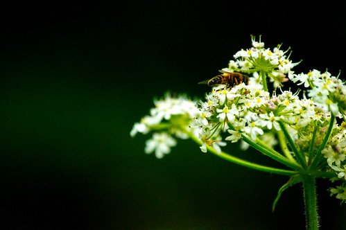 BUZZ | by ADRIAN JOHN SHAWCROFT PHOTOGRAPHY