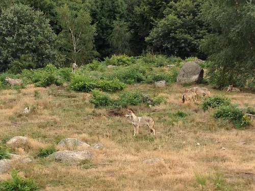 Les Loups De Chabiere - Wolf park Gueret by lamaisondecromac, Day out at Les Loups De Chabiere - Wolf park Gueret - 1 hr from La Maison de Cromac, family holiday 