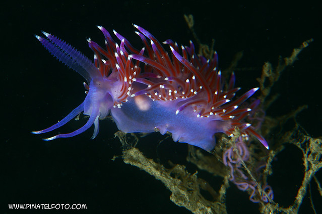 nudibranch with eggs