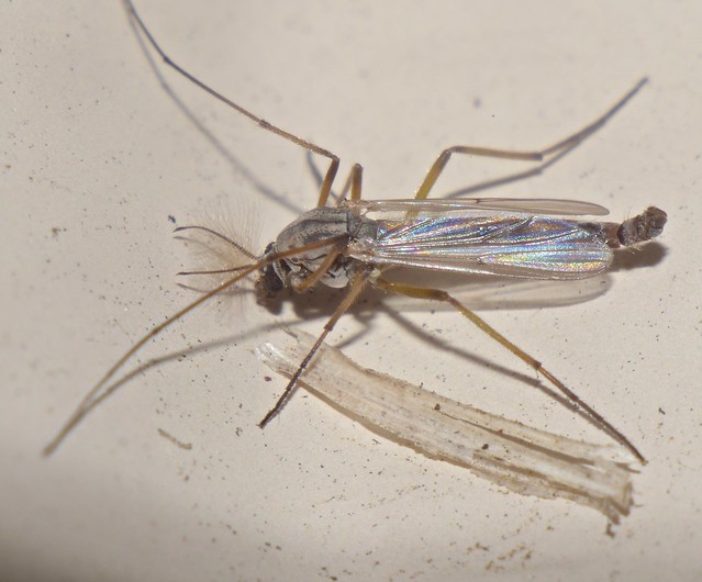 False mosquito cream and tan feather antennae nematoceran fly Chironomidae Dalby P1150547