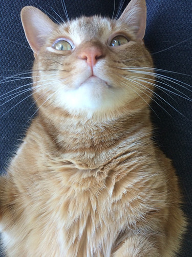 This is Jonesy. :3 - The Caturday | by TheCaturday