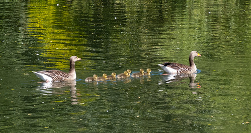 Geese and goslings, West Park