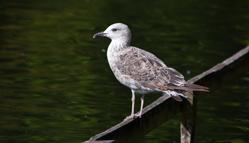 Juvenile lesser black-backed gull