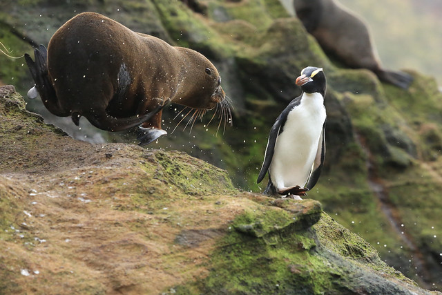 Out of My Way Penguin! Sea Lion Scampering on Coastal Cliff Face Remote Antipodes Islands Subantarctic New Zealand