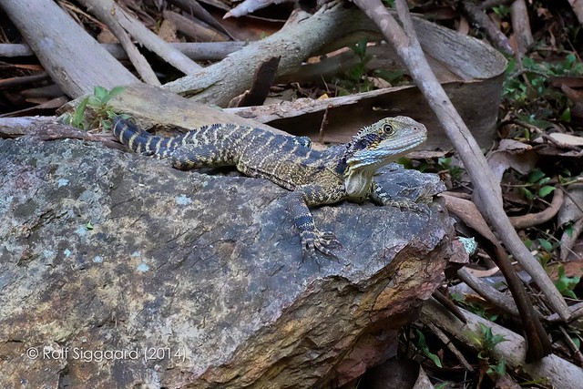 Water Dragon at Jenolan Caves, Blue Mountains, NSW, Australia