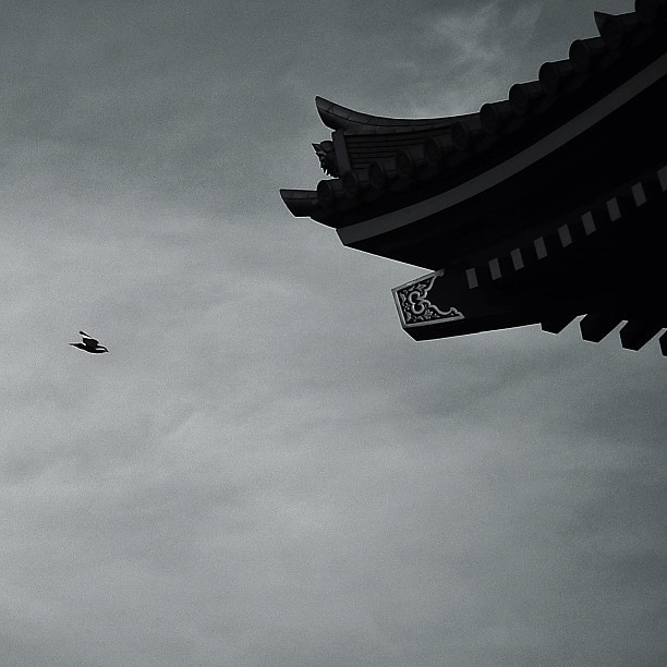 Fly over Senso-ji (Tokyo, Japan. Gustavo Thomas © 2013)