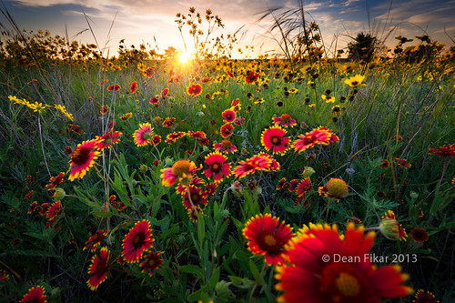 red sky sun sunlight plant flower green nature floral beautiful field yellow rural sunrise landscape dawn golden colorful texas unitedstates bright wind blossom indian country sunny nobody sunflower rays sunrays breezy benbrook indianblankets