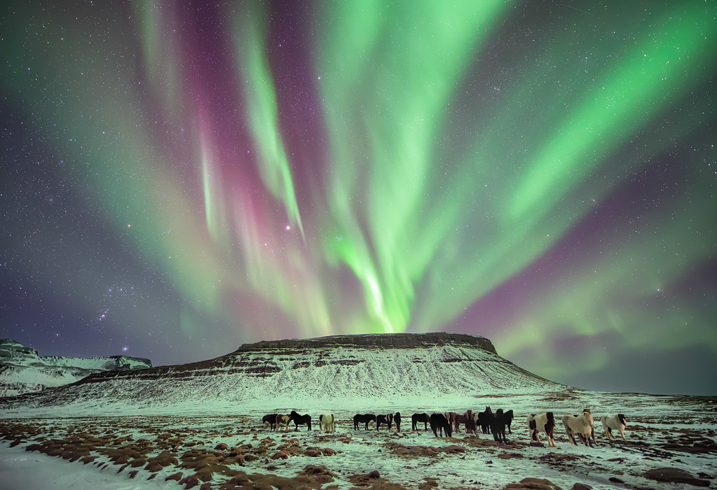 Under The Green of The Night, The Horses Did Roam