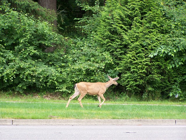 deer walking on the side of the road, near Shopko in Olympia WA