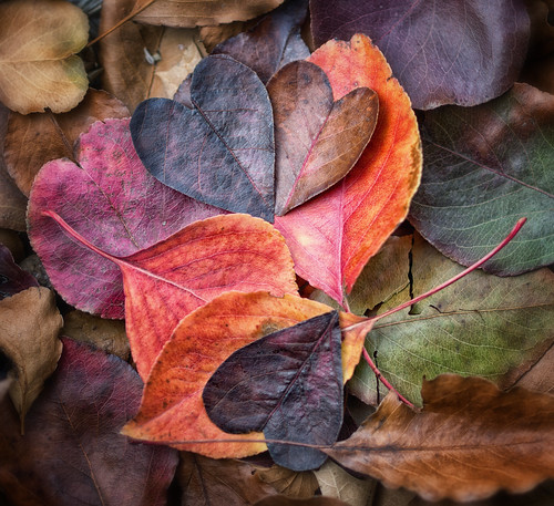 Fall In Love (Explore October 18, 2013) by Anne Worner
