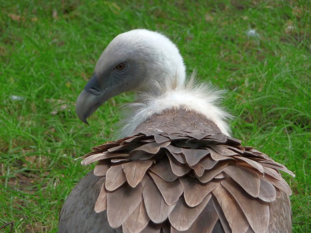 Griffon Vulture...