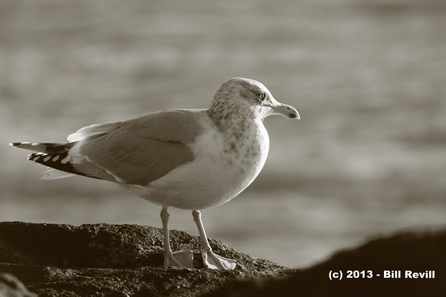Song to a Seagull