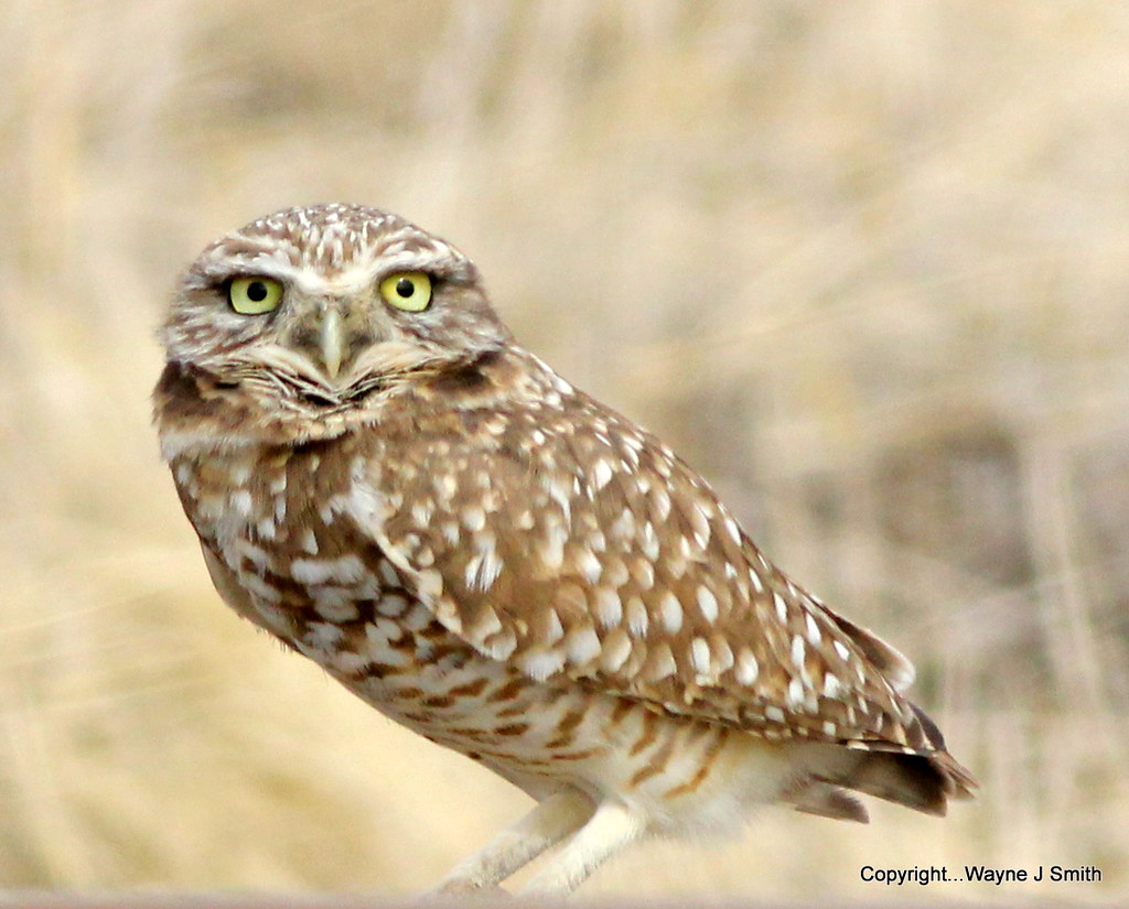 1-Peyen Road Burrowing Owl  01-27-2014 013