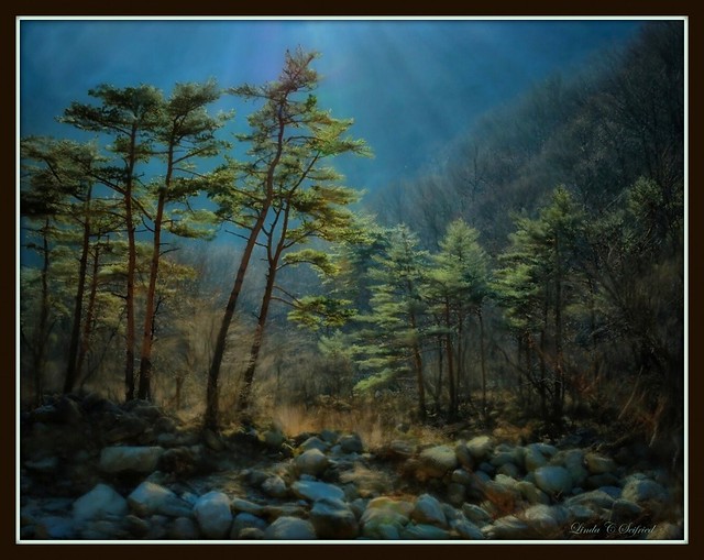 Mountain Pines, Korea