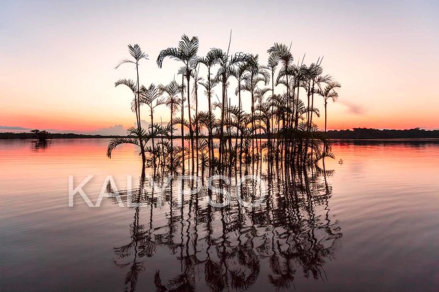 Laguna Grande -  Cuyabeno Wildlife Reserve.Mangrove trees and palms