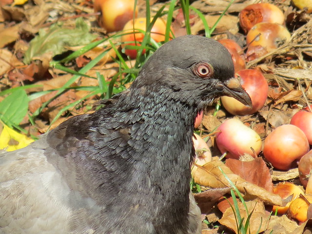 Bughouse Square pigeon