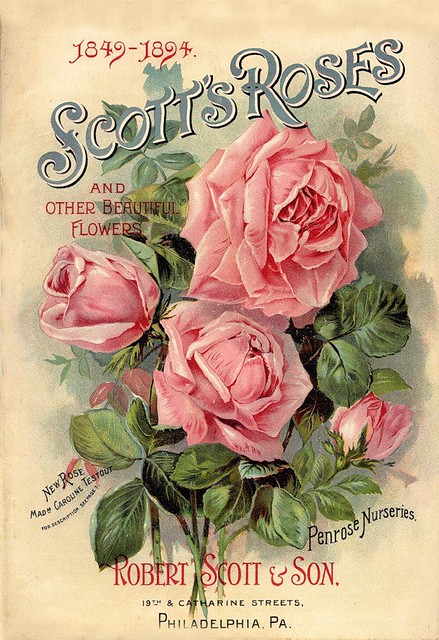 vintage roses (19)