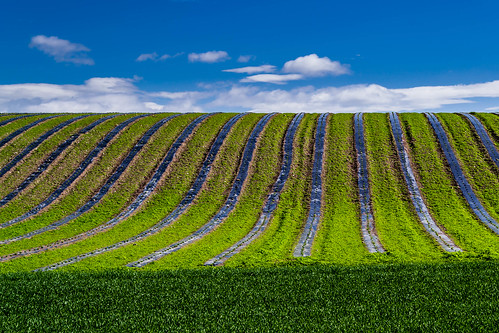 blue sky cloud abstract colour green field lines landscape scotland unitedkingdom outdoor kinross