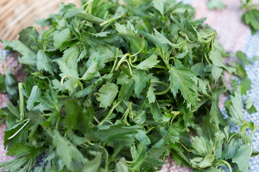 Ayoyo = Corchorus | Leafy Vegetable Used In Soup Eaten With … | William  Haun | Flickr