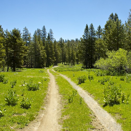 california trees usa mountains landscape nikon outdoor nikond70s roadtripusa sierras dslr sierranevadamountains highlandlakesroad