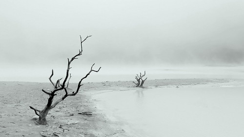 java indonesia kawah putih kawahputih patuha volcano crater lake craterlake bw blackandwhite scenery landscape peterch51 bandung monochrome tree fog mist foggy misty