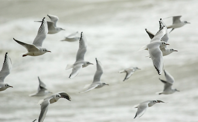 Black Headed Gulls In Flight